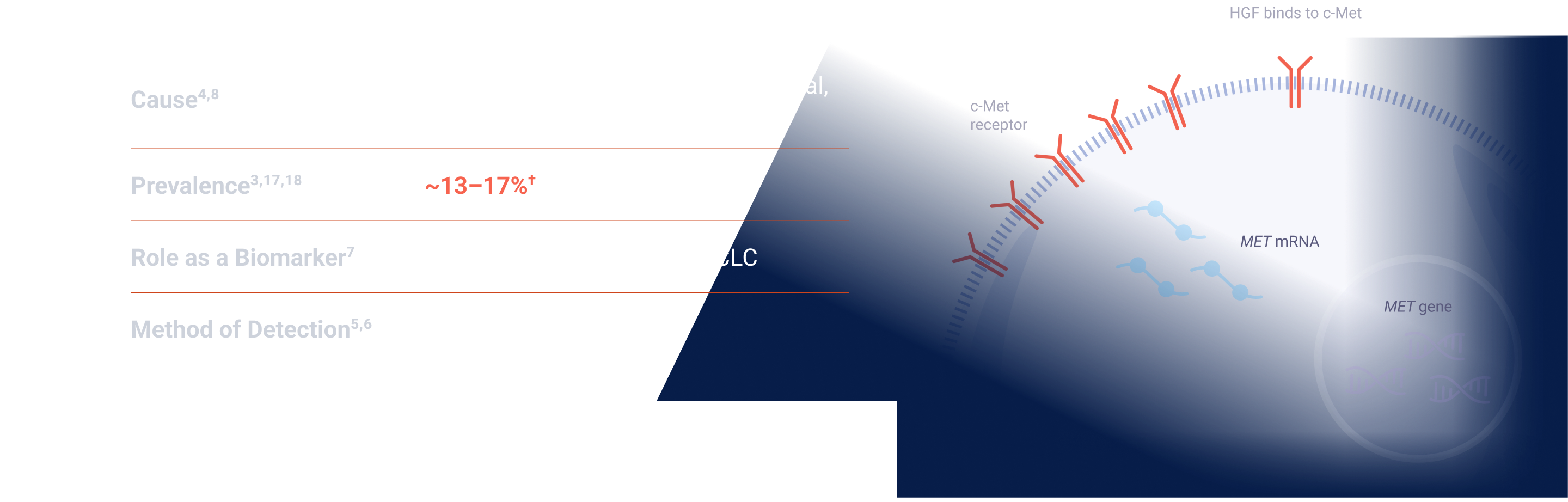 c-Met Protein Overexpression
