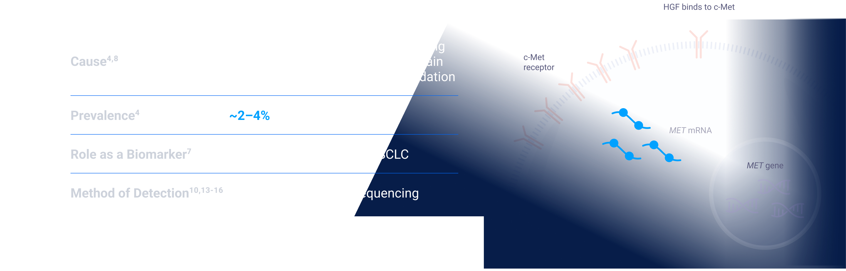 METex14 Skipping Mutations